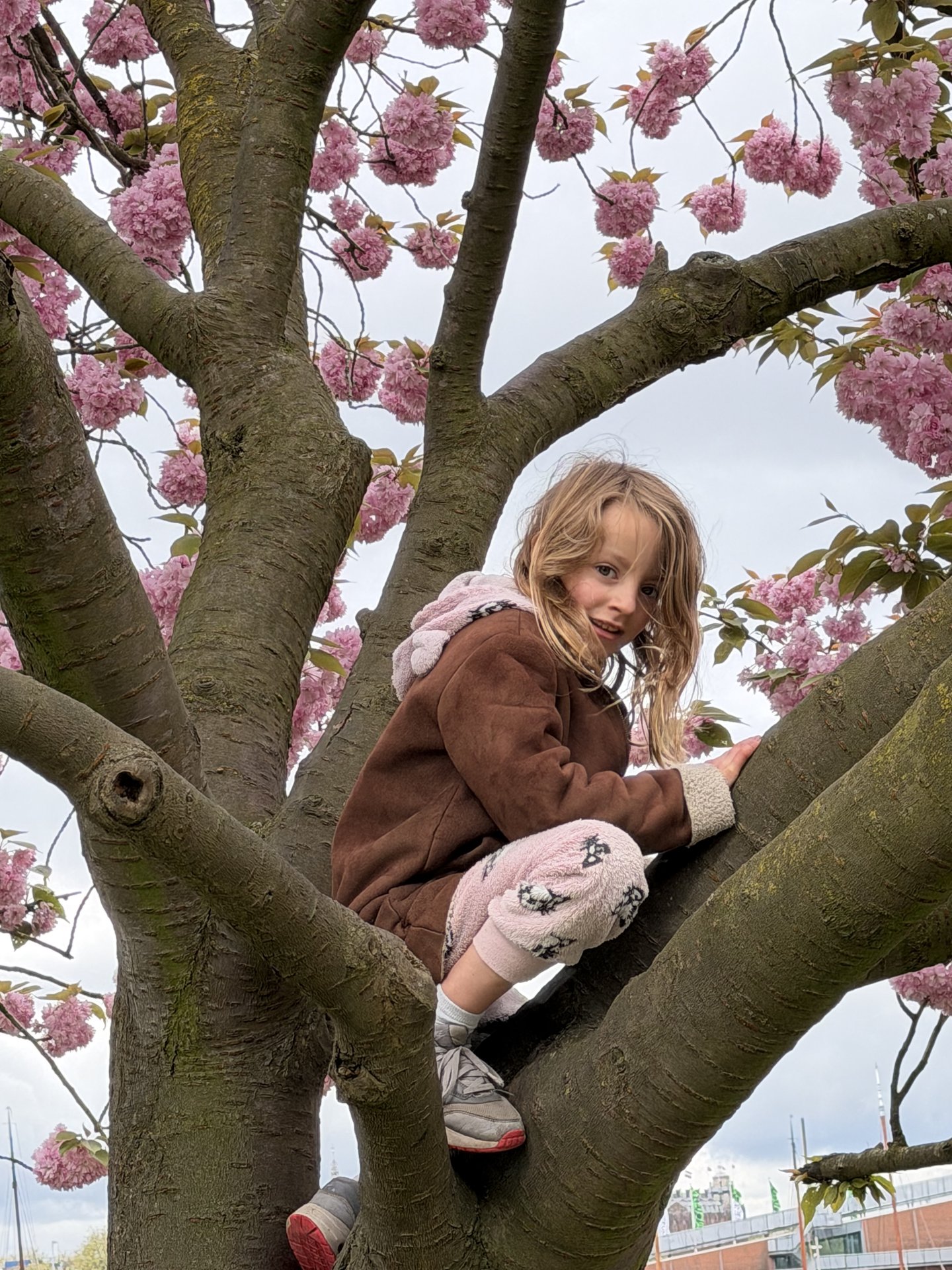 A young child with blonde hair is playfully climbing a vibrant cherry blossom tree, looking directly at the camera with a joyful smile